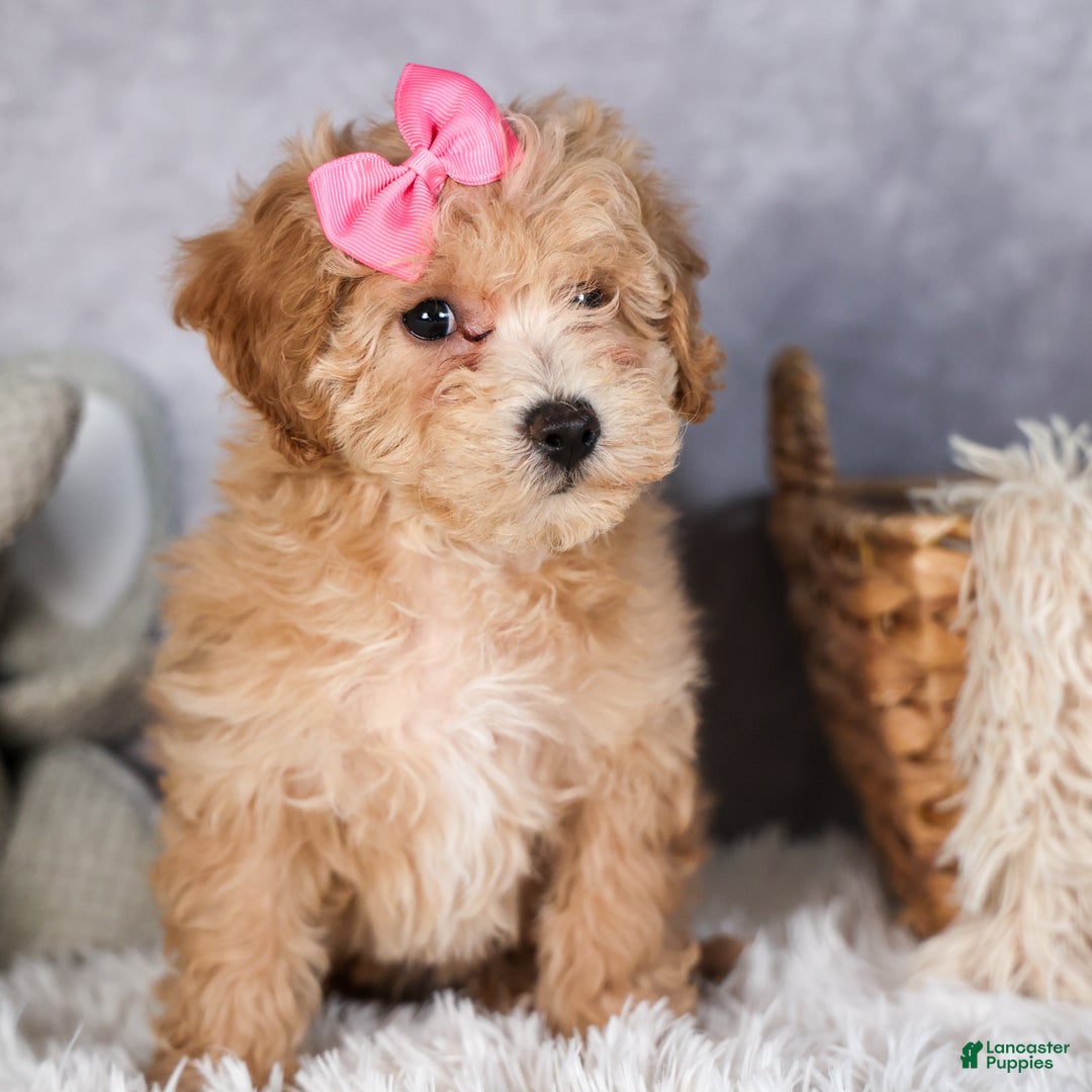 Shihpoo dogs for sale: Eleanor - Ad 2