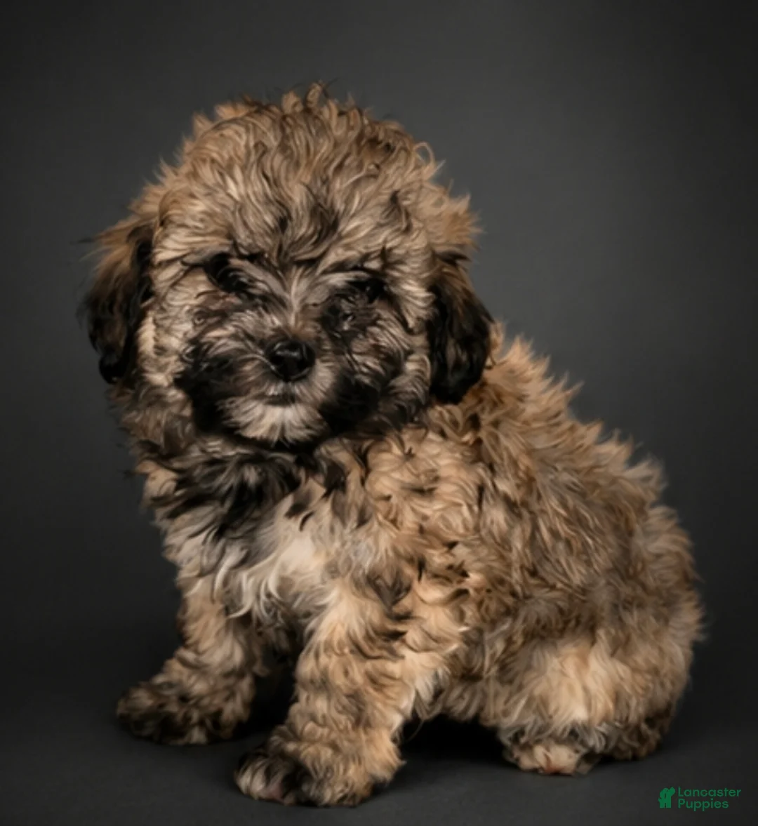 Shihpoo dogs for sale: Shihpoo Puppy 5 - Ad 1