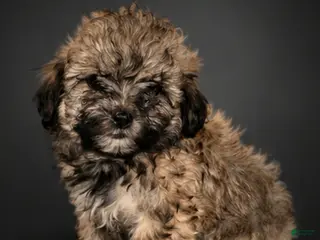 Shihpoo dogs Rosalie - Ad 41