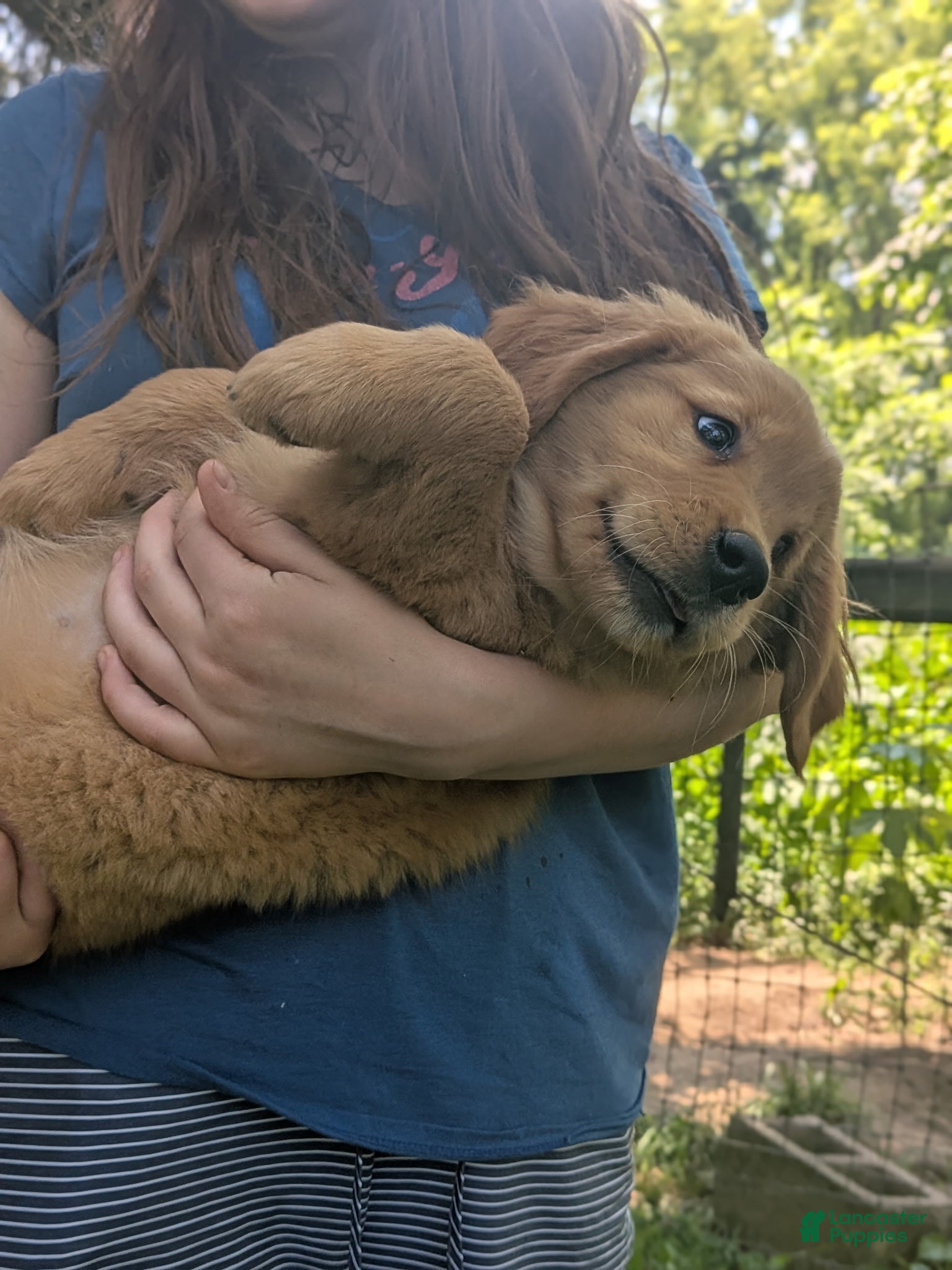 Golden Retriever dogs Pickles - Ad 2
