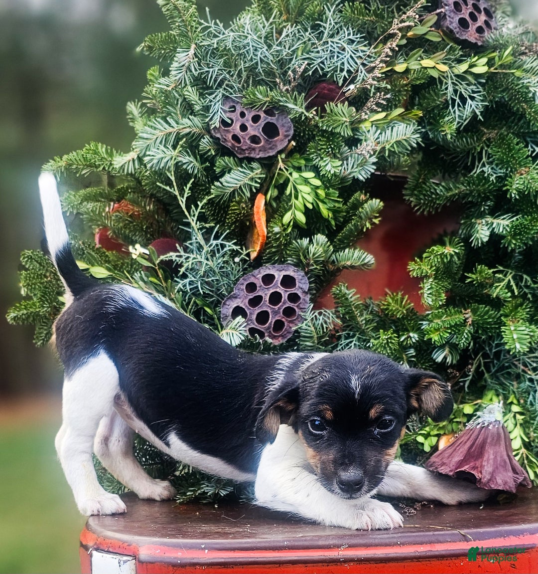 Jackapoo dogs for sale: Juniper - Ad 2