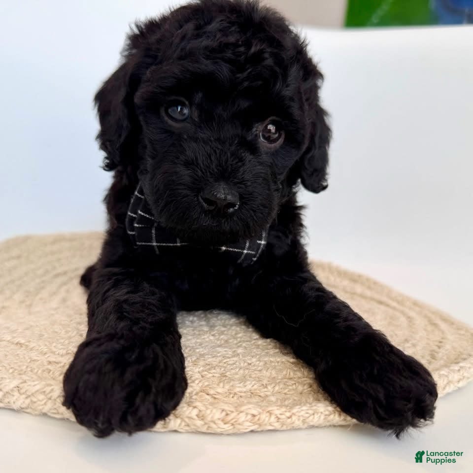 Goldendoodle dogs K Black Boy - Ad 1
