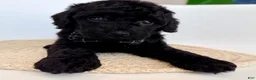 Goldendoodle dogs for sale: K Black Boy - Ad 1