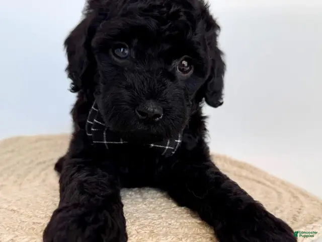 Goldendoodle dogs for sale: K Black Boy - Ad 1