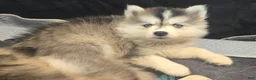 Pomsky dogs for sale: Grey mini - Ad 9