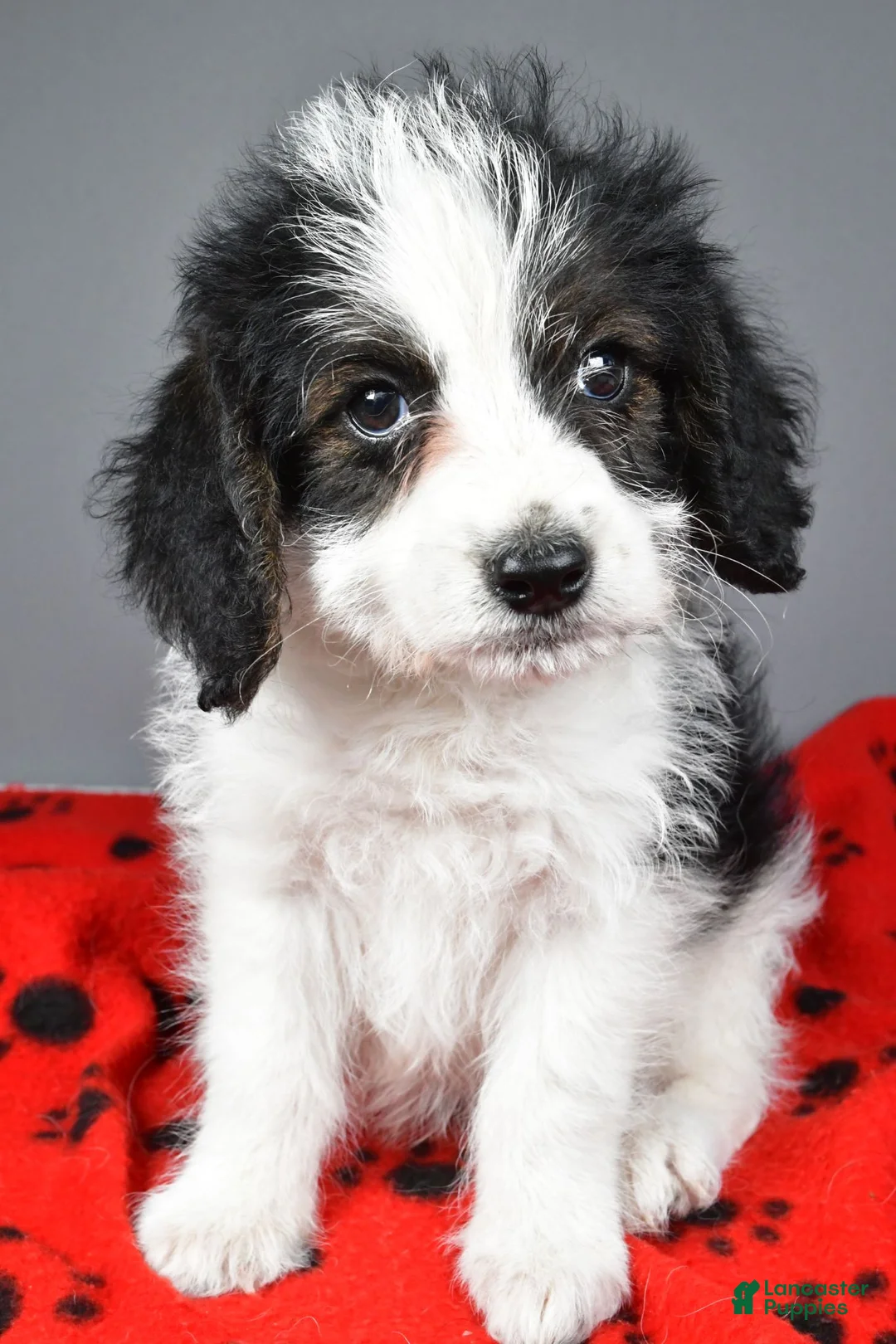 Mixed Breed dogs for sale: Lance - Ad 1