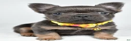 French Bulldog dogs for sale: Tate - Ad 8