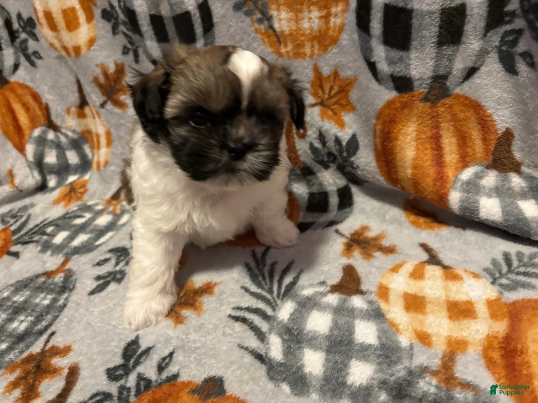 Gallery Image {{count}}