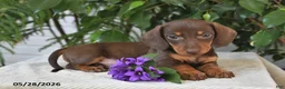 Dachshund dogs for sale: Marshall - Ad 3