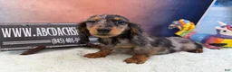 Miniature Dachshund dogs for sale: Polish/Russian Dapple AKC - Ad 9