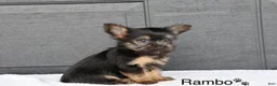 Yorkshire Terrier dogs for sale: Rambo - Ad 3