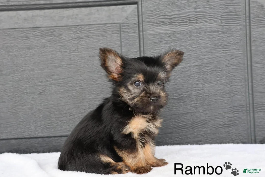 Yorkshire Terrier dogs for sale: Rambo - Ad 3