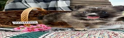 Pomsky dogs for sale: Waffles - Ad 3