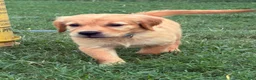 Golden Retriever dogs for sale: Jasmine - Ad 3