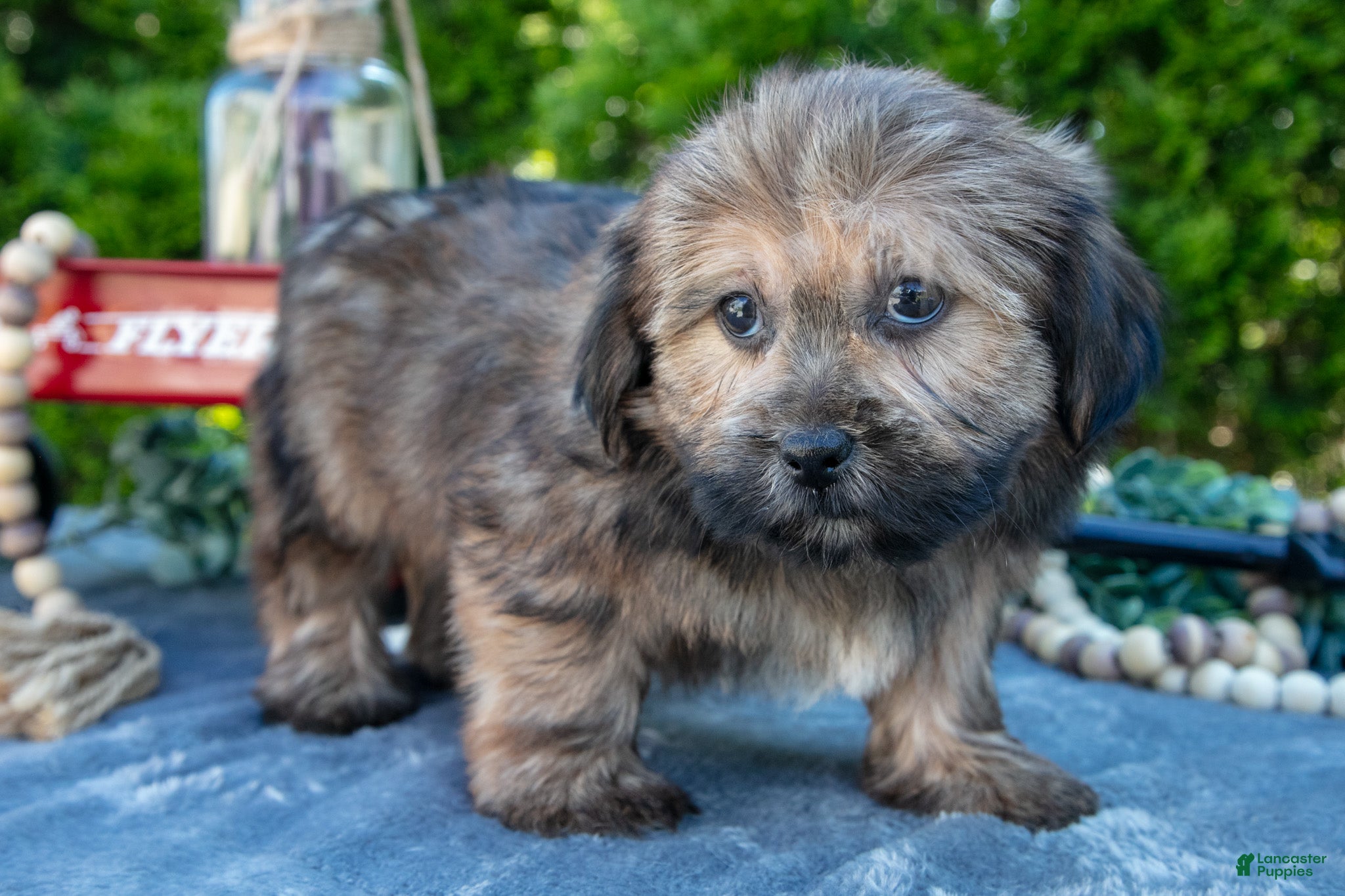 Shorkie dogs for sale: Blink - Ad 2