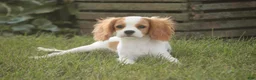 Cavalier King Charles Spaniel dogs for sale: Lars - Ad 3