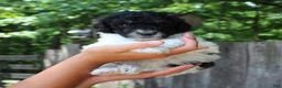 Standard Poodle dogs for sale: Sage AKC standard poodle - Ad 31