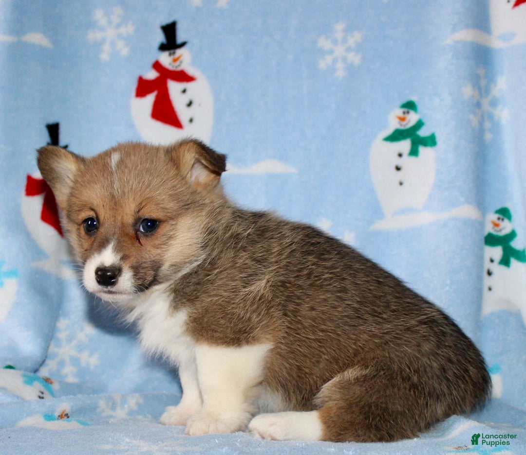 Welsh Corgi Pembroke dogs for sale: Misty - Ad 6