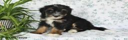 Mini Bernedoodle dogs for sale: Trent - Ad 5