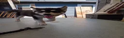 Siberian Husky dogs for sale: Paw paw - Ad 12