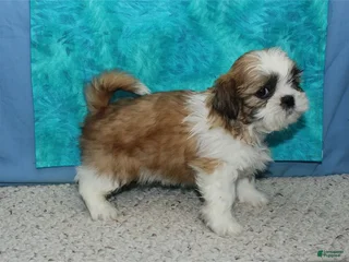 Shih Tzu dogs Dingo - Ad 6