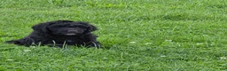 Bernedoodle dogs for sale: Bernedoodle 4 - Ad 1