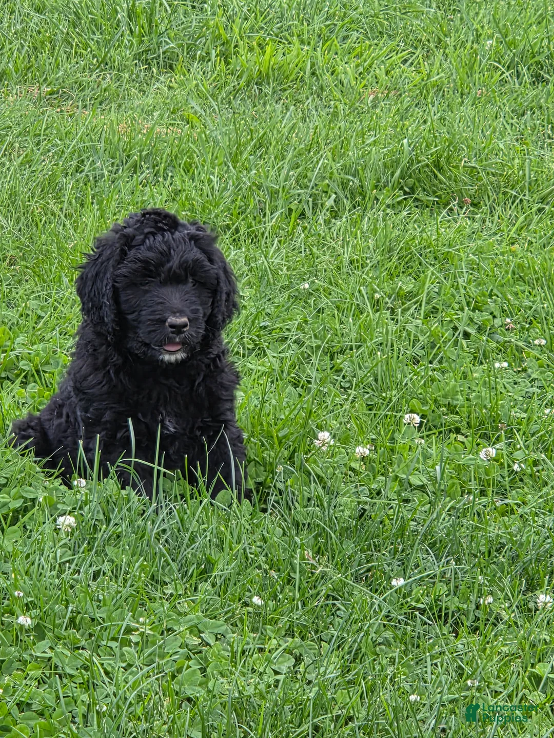 Bernedoodle dogs for sale: Bernedoodle 4 - Ad 1