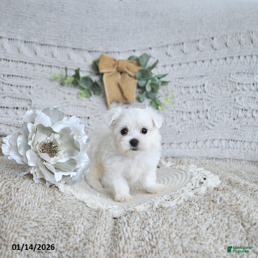 Maltese dogs for sale: Romeo EXTRA SMALL - Ad 5