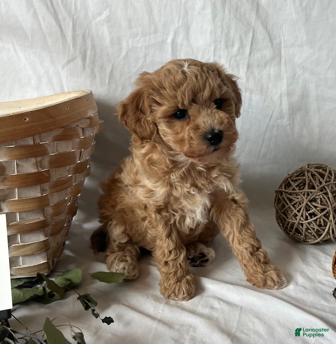 Maltipoo dogs for sale: Jingle - Ad 2