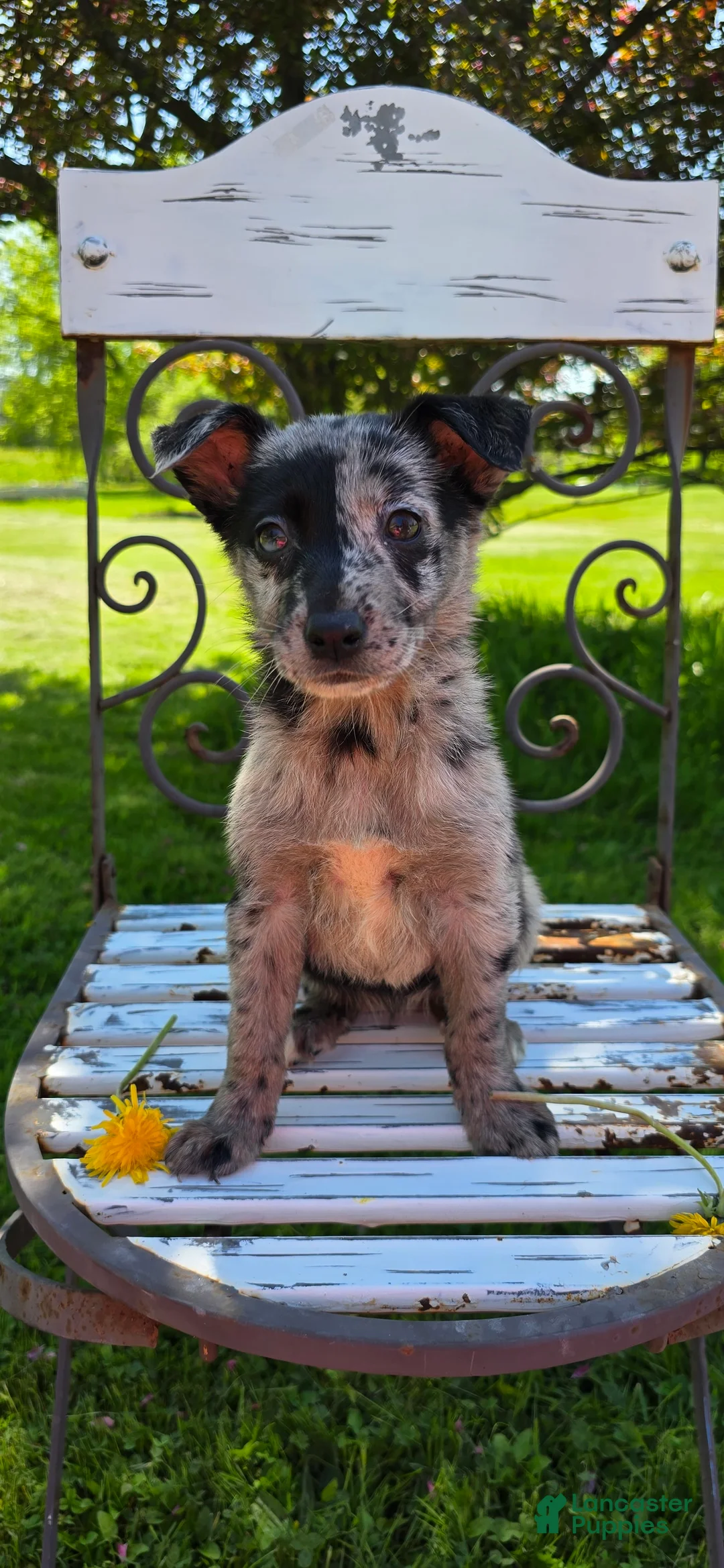 Mixed Breed dogs for sale: Gal - Ad 9