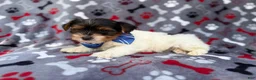 Yorkiepoo dogs for sale: Tuck - Ad 3