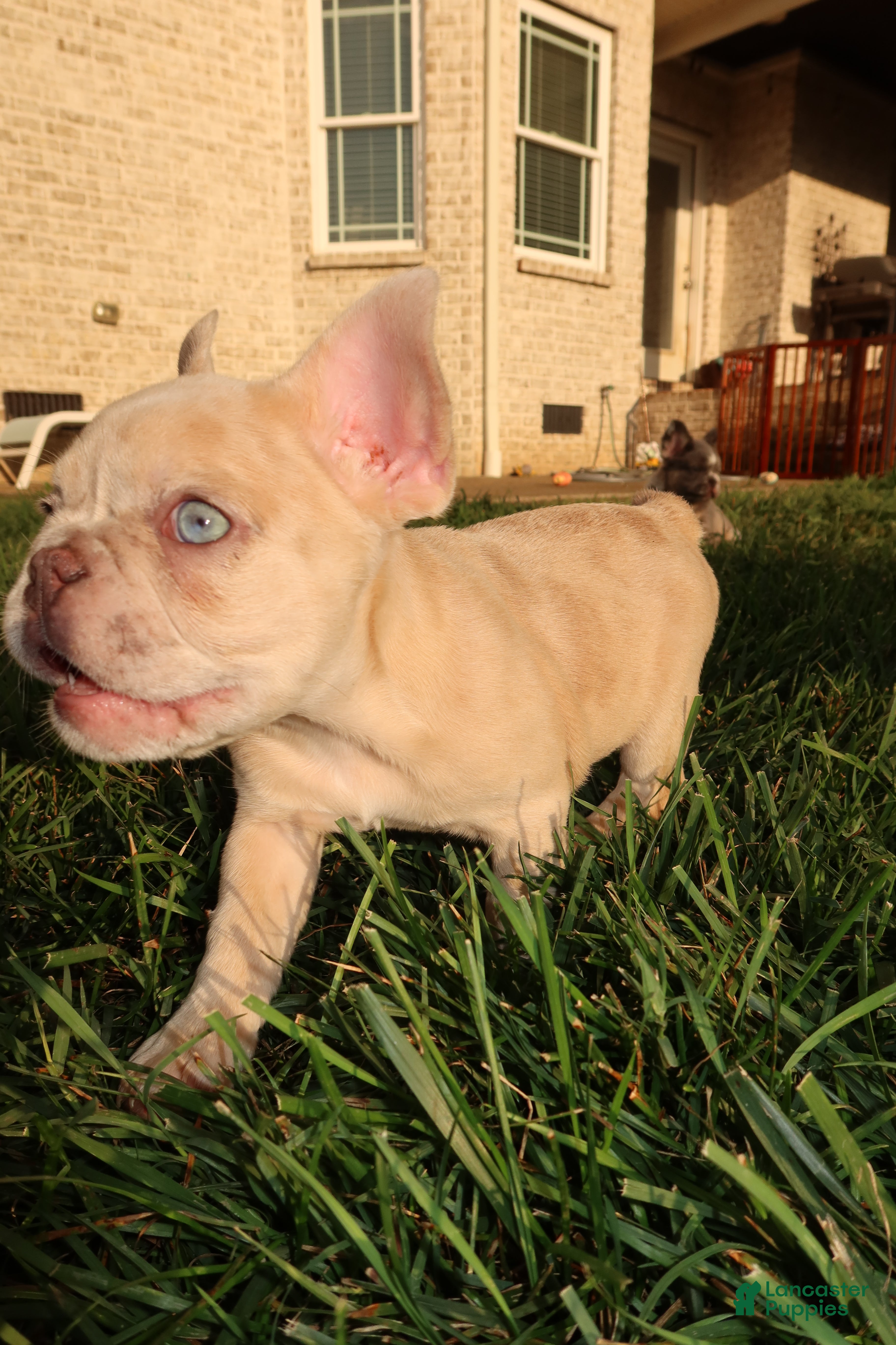 French Bulldog dogs Coco Chanel  - Ad 1