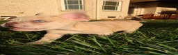 French Bulldog dogs for sale: Coco Chanel  - Ad 1