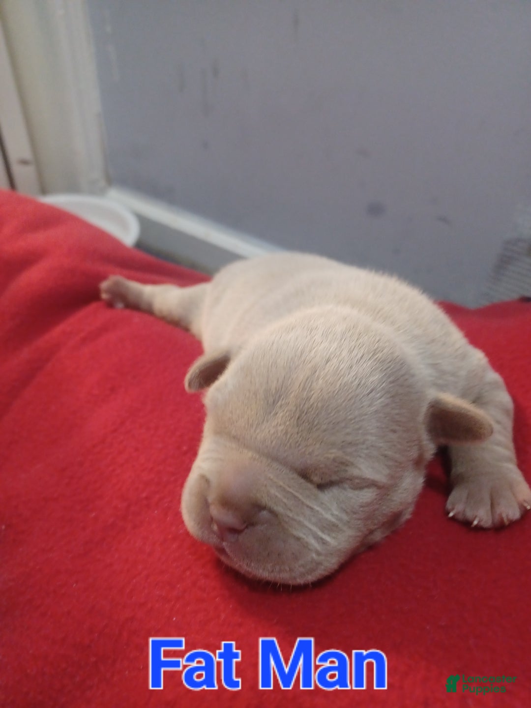 American Bully dogs for sale: American Bully Puppy 3 - Ad 1