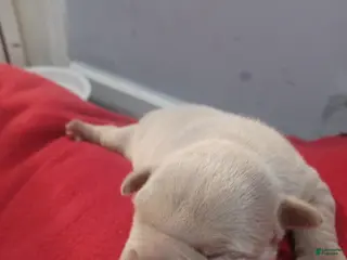 American Bully dogs American Bully Puppy 3 - Ad 11