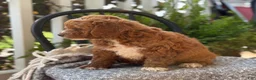 Mini Goldendoodle dogs for sale: Waffles - Ad 2