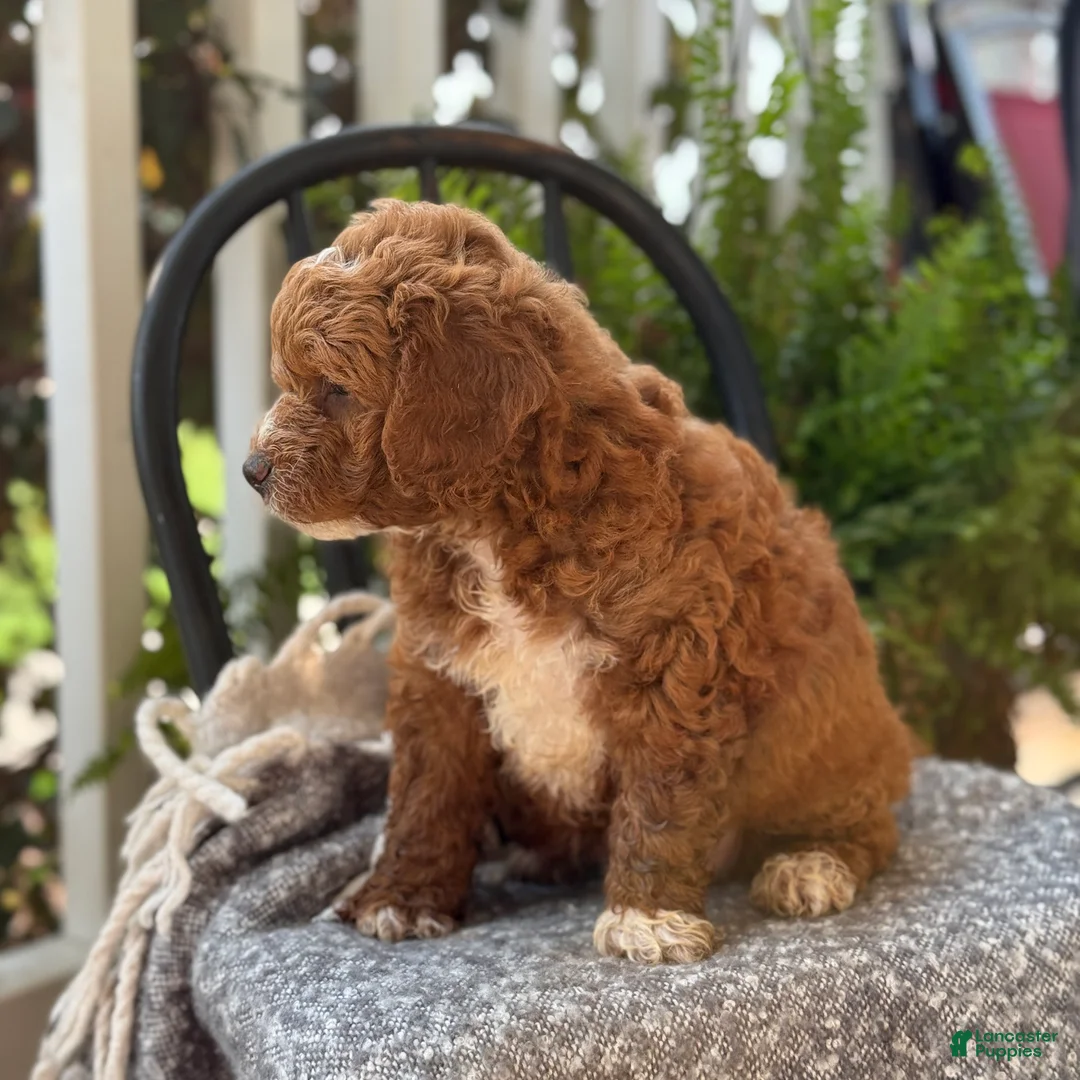 Mini Goldendoodle dogs for sale: Waffles - Ad 2