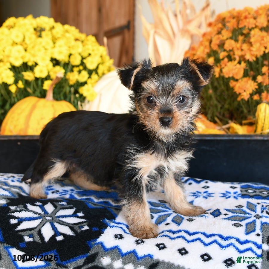 Shorkie dogs Tootsie - Ad 2