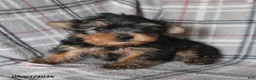 Yorkshire Terrier dogs for sale: Wonton - Ad 4