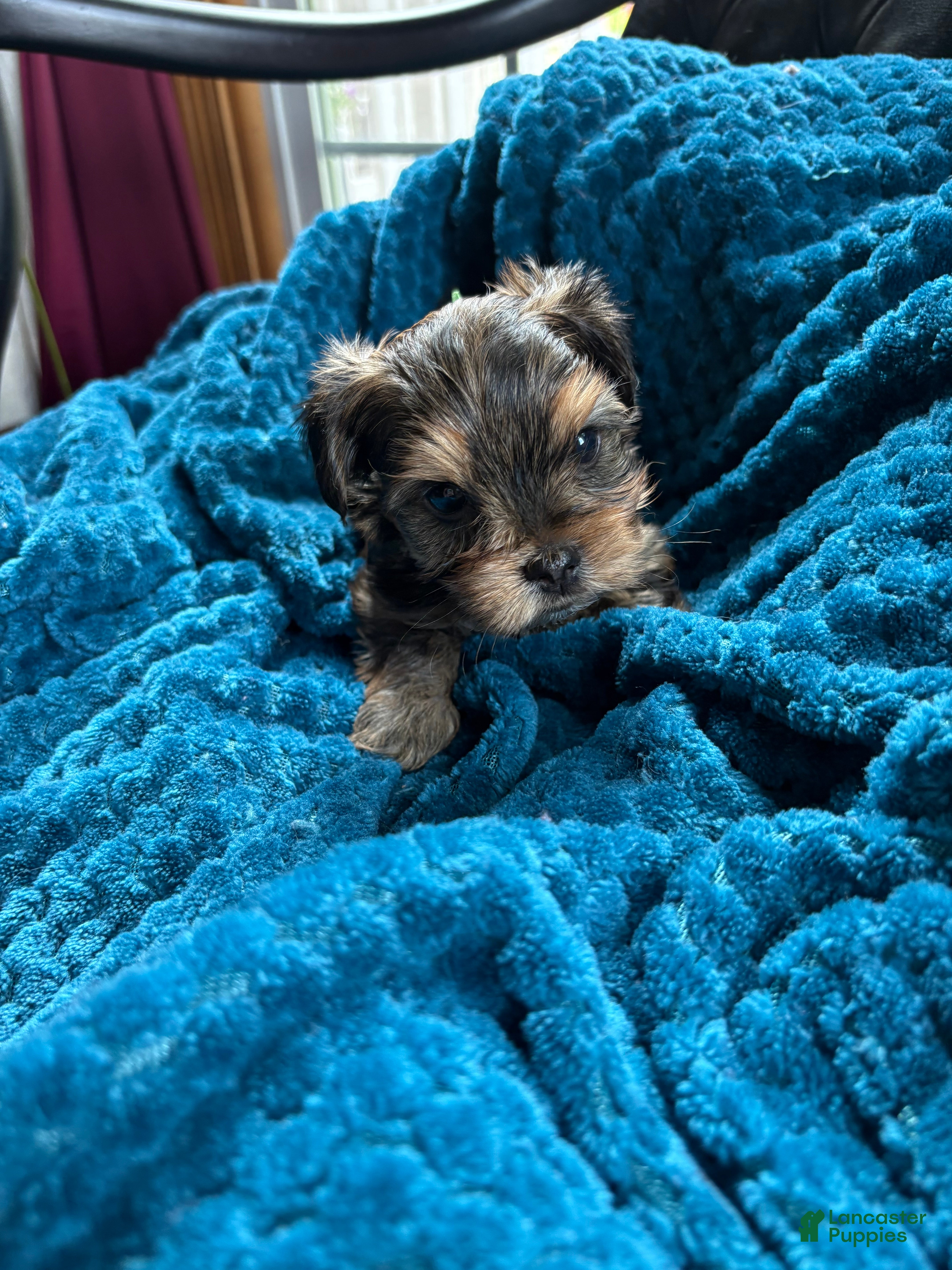 Yorkshire Terrier dogs for sale: Yorkshire Terrier Puppy 2 - Ad 2