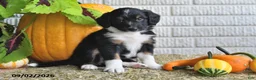 Mixed Breed dogs for sale: Brittney - Ad 4
