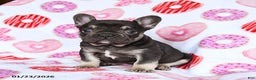 French Bulldog dogs for sale: Scooter - Ad 1