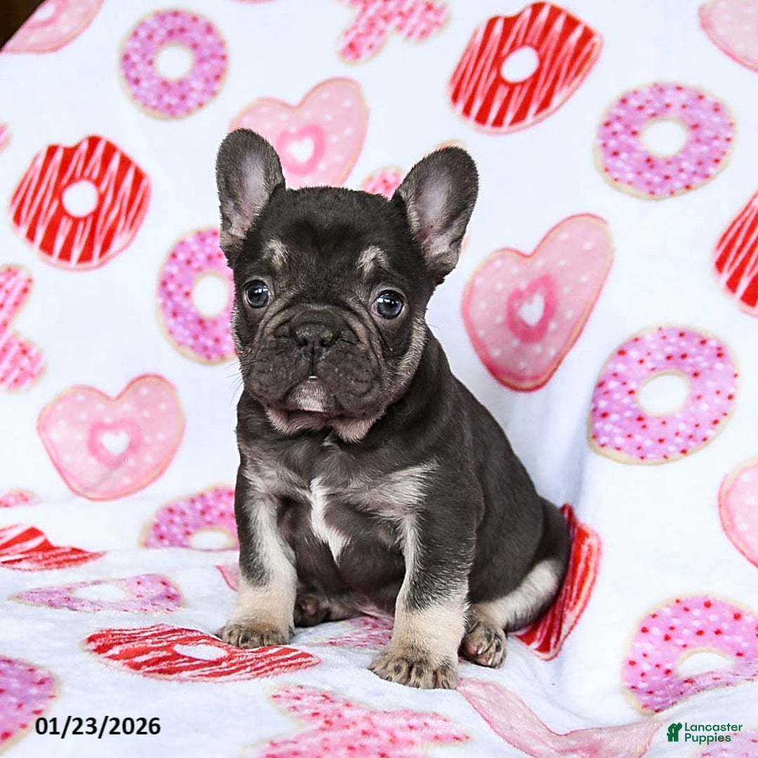 French Bulldog dogs for sale: Scooter - Ad 1