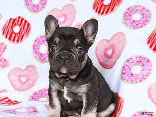 French Bulldog dogs Scooter - Ad 31