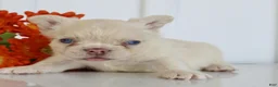 French Bulldog dogs for sale: Presley - Ad 3