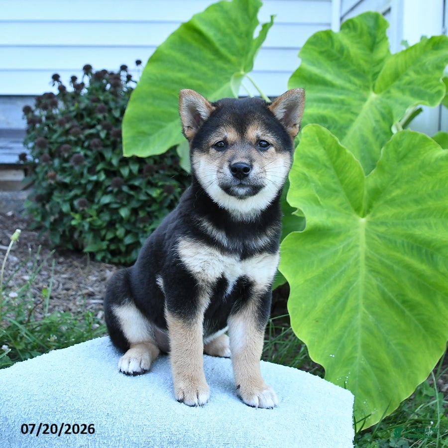 Shiba Inu dogs Jennie - Ad 1