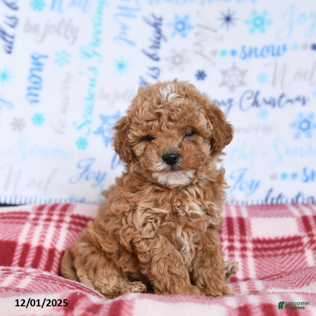Miniature Poodle dogs for sale: Mac  - Ad 1