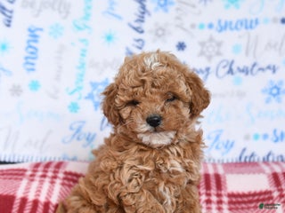 Miniature Poodle dogs for sale: Mac - Ad 4