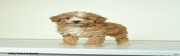 Miniature Poodle dogs for sale: Benny - Ad 3