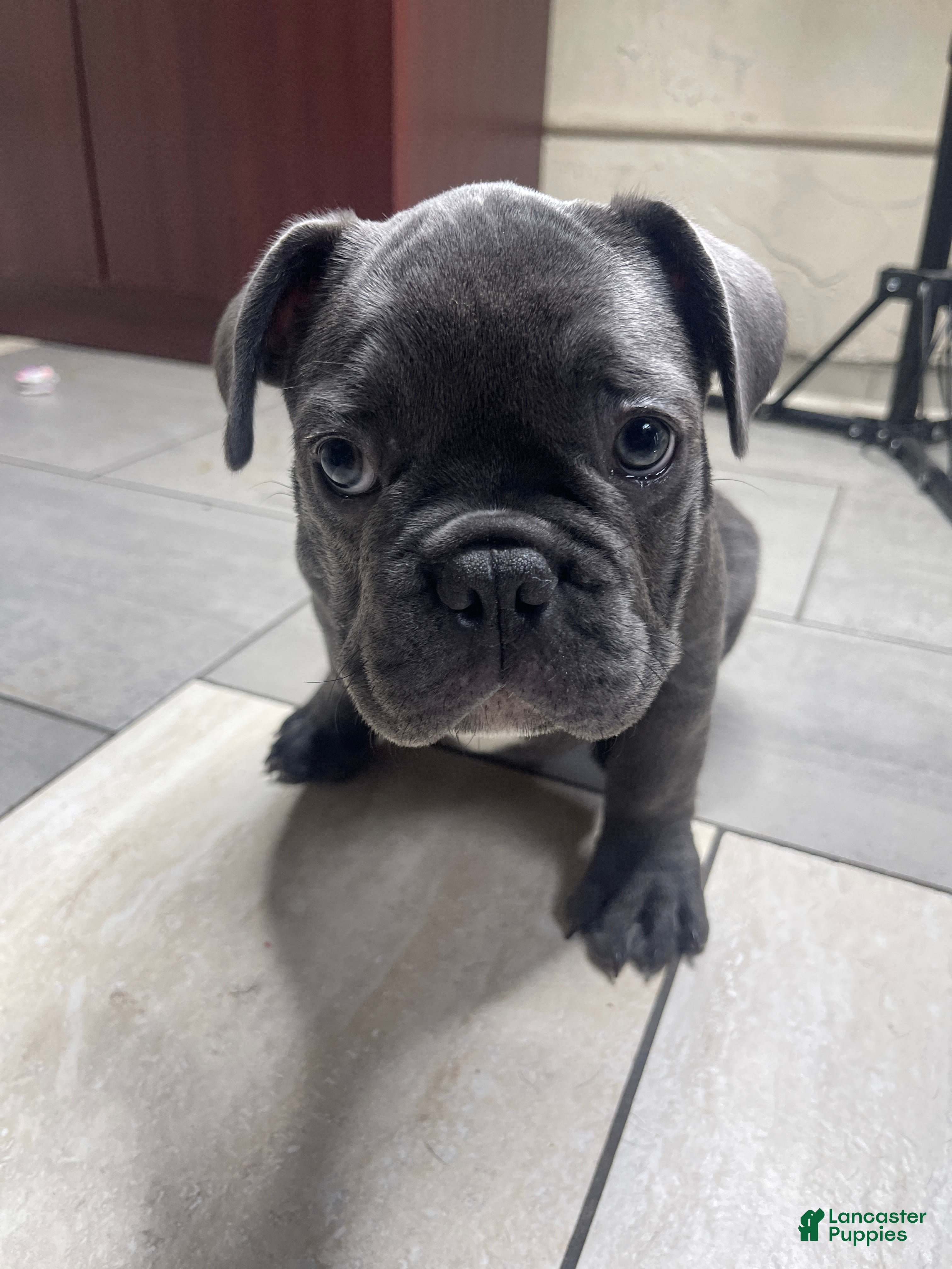 French Bulldog dogs Lulu - Ad 1